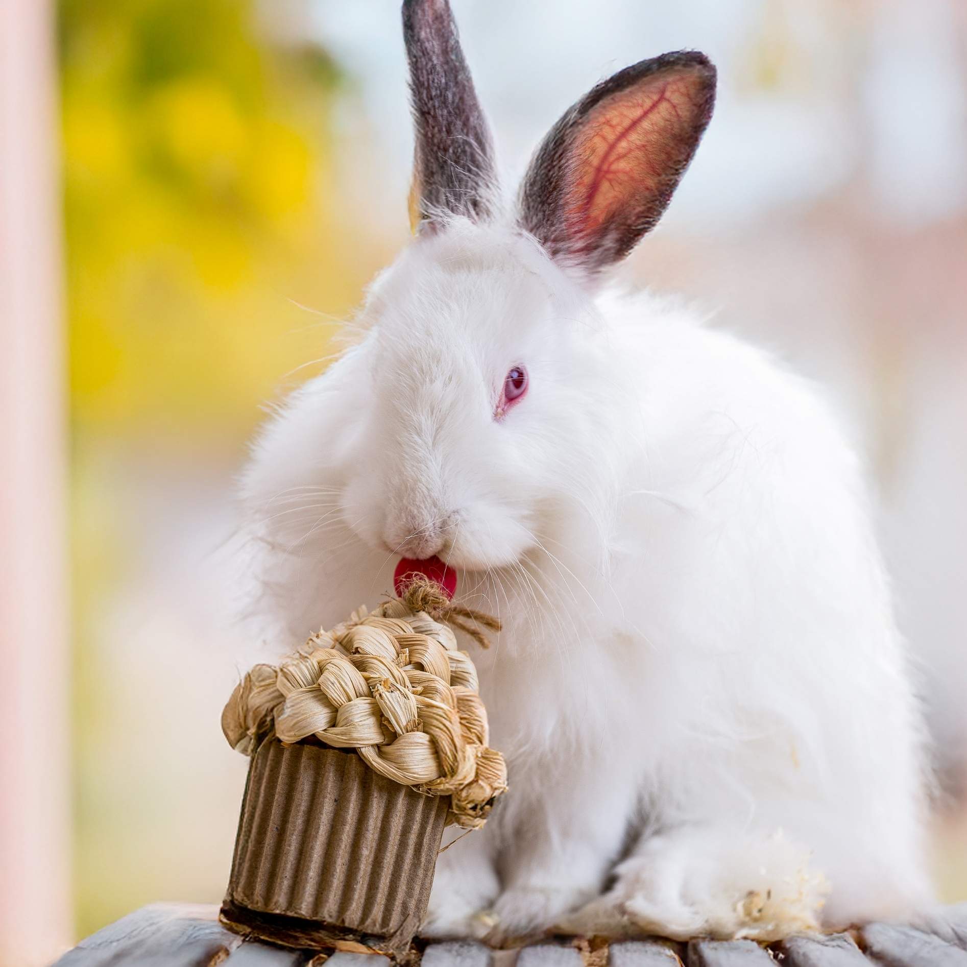 Quapas! viering cupcake