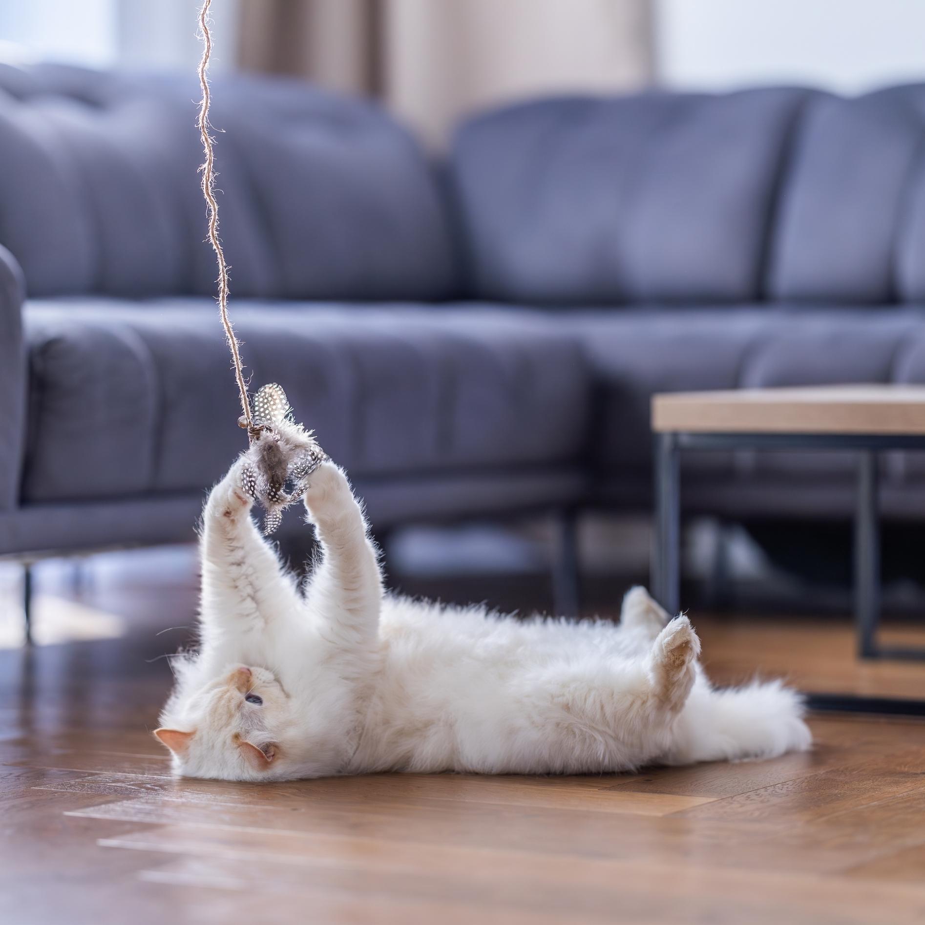 Quapas! Kattenspeeltje hengel vogel bruin