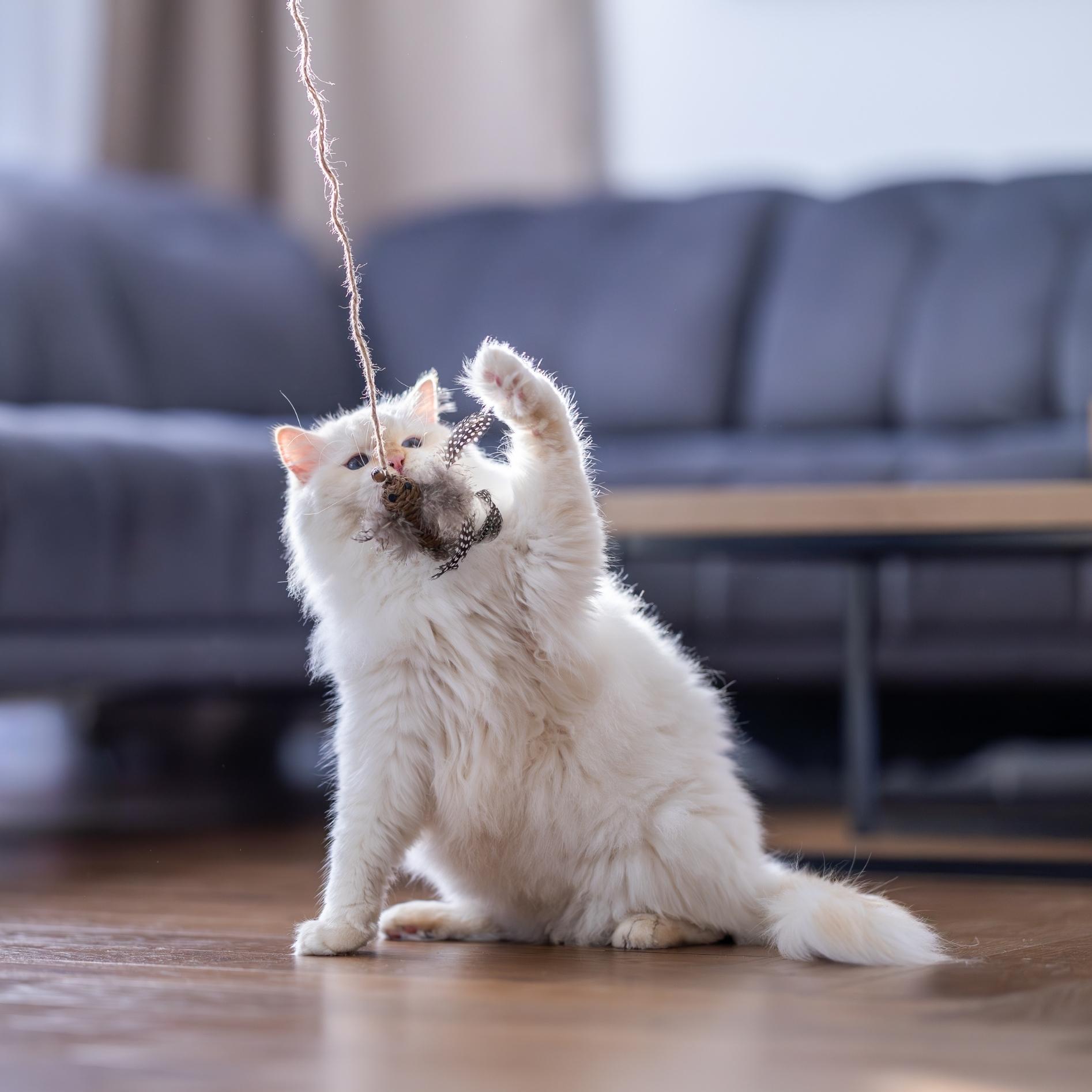 Quapas! Kattenspeeltje hengel vogel bruin