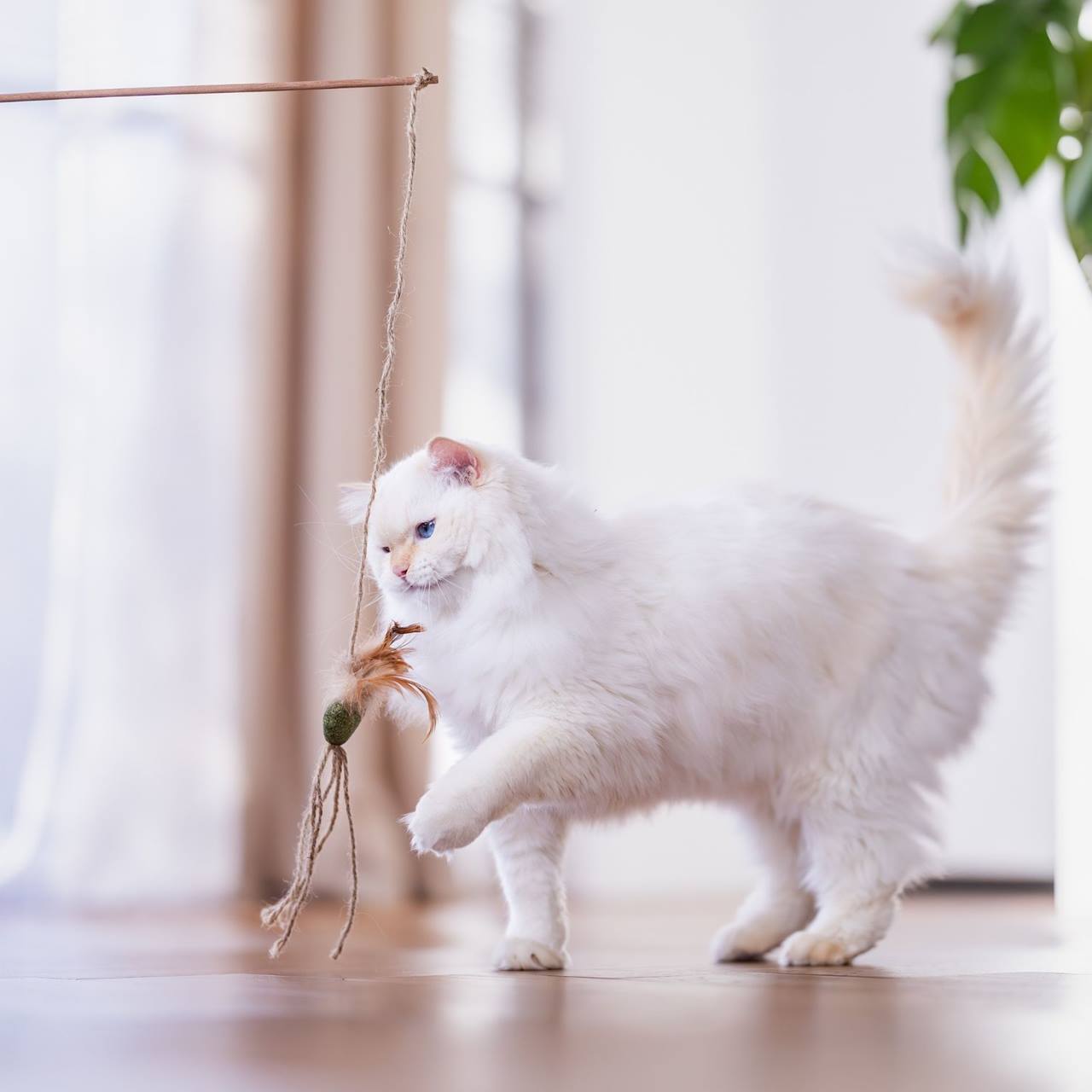 Quapas! Kattenspeeltje hengel natuur B