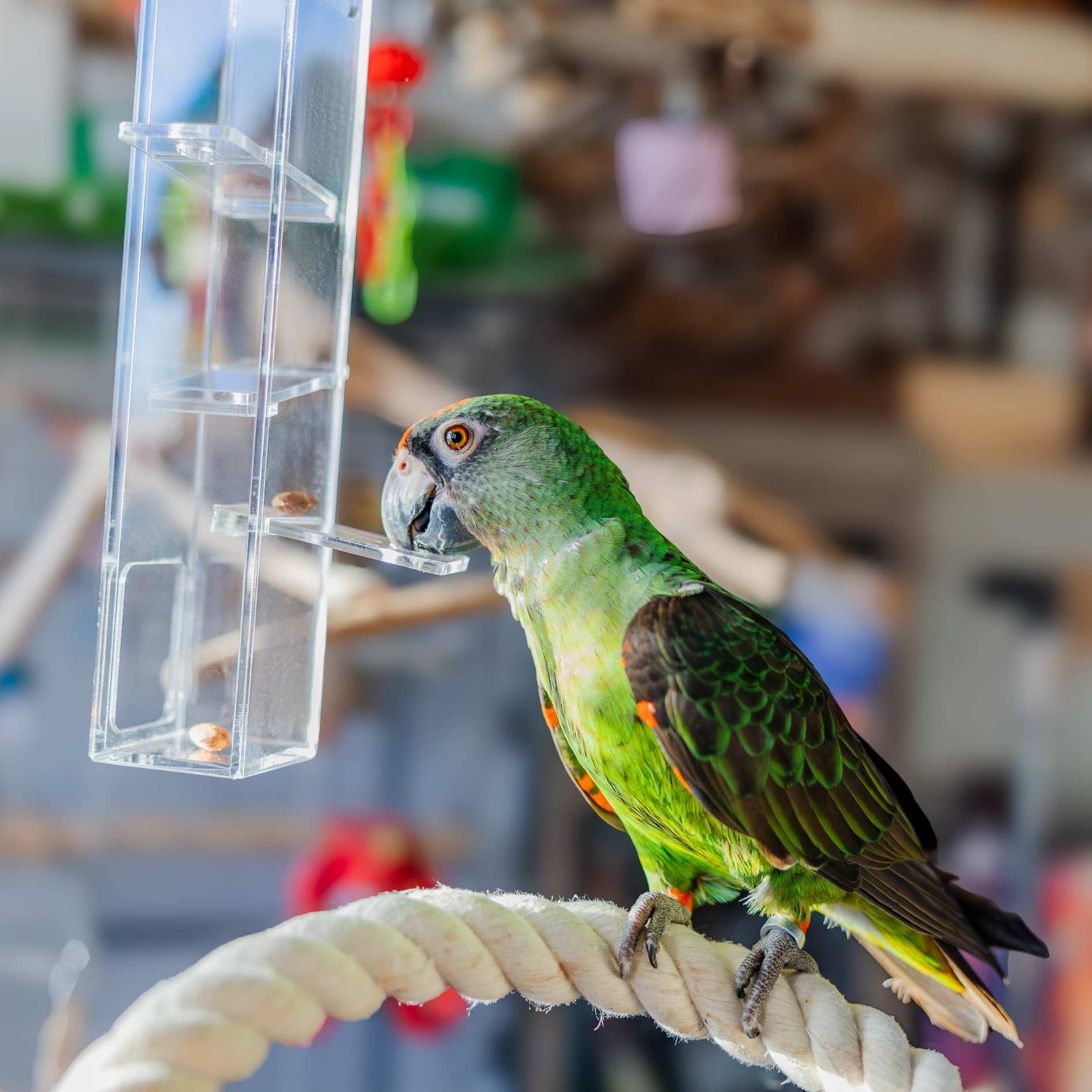 Quapas! Vogel speelgoed Desto L