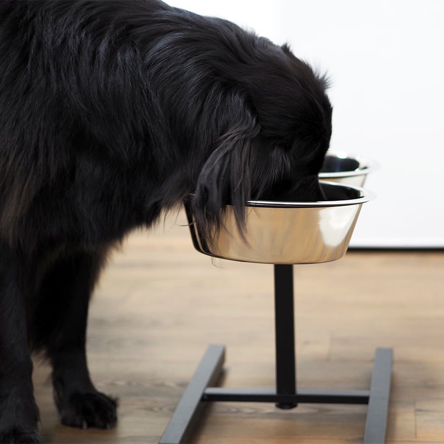 Quapas! H-Standaard Zwart