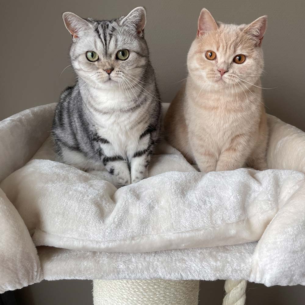 Quapas! Ruffles Crème