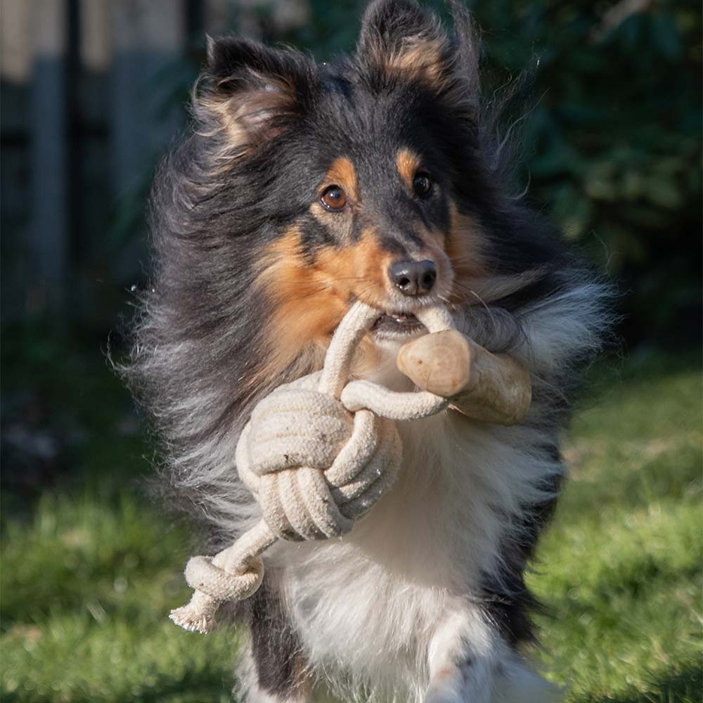 Quapas! Hondenspeeltje Coffeewood Shoot