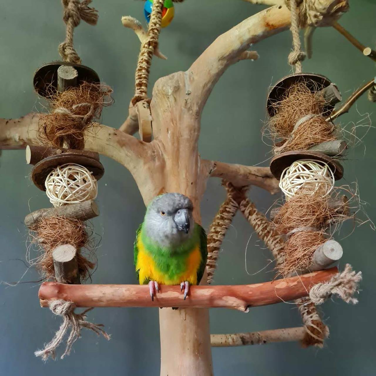 Quapas! Vogel speelgoed Swing Bar