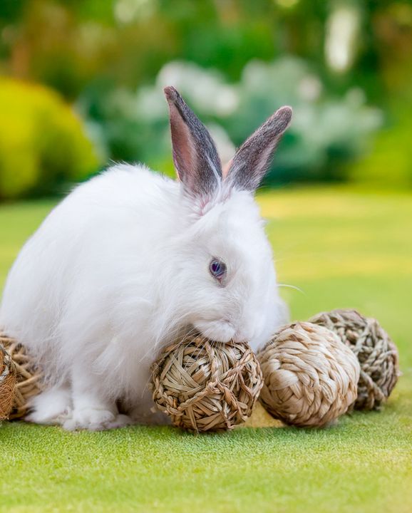 Hele collectie speelgoed